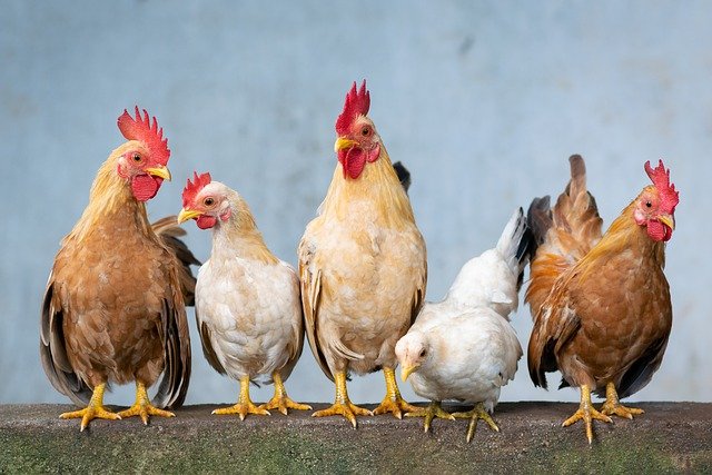 Bienvenue sur la jolie poule pondeuse blog sur l'élevage de poules pondeuses
