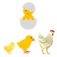 évolutions des poules dans le poulailler
