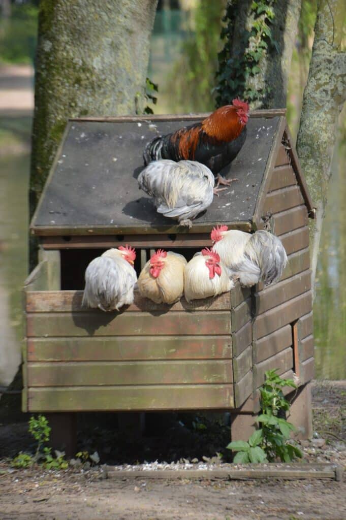 élevage de poules