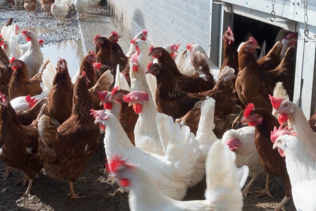 élevage de poules dans un poulailler avec cours fermée