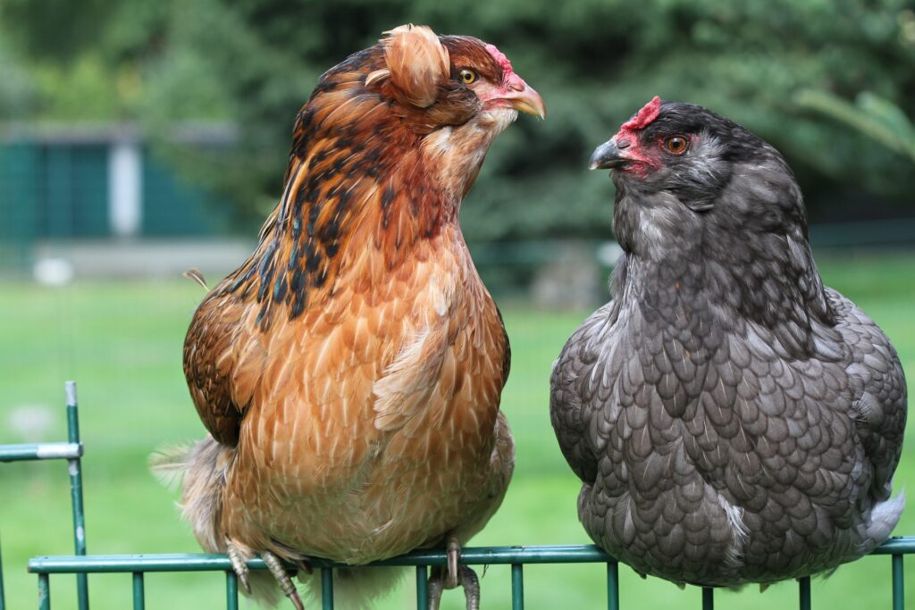 deux poules Araucana
