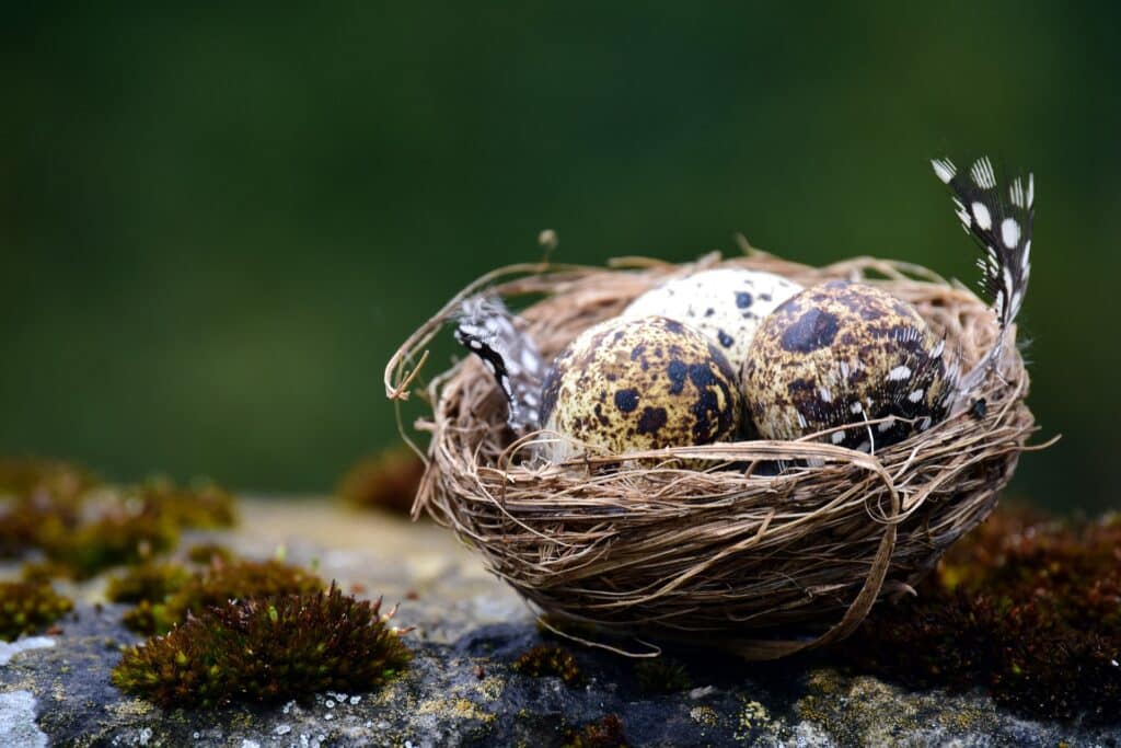 oeufs de cailles dans un nid