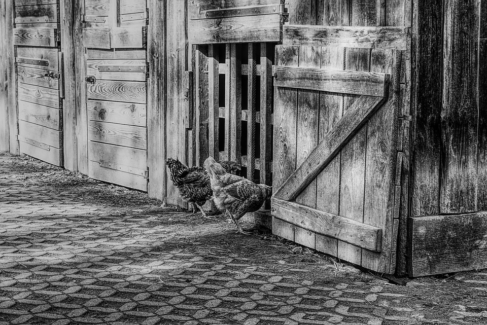 deux poules devant la porte du poulailler