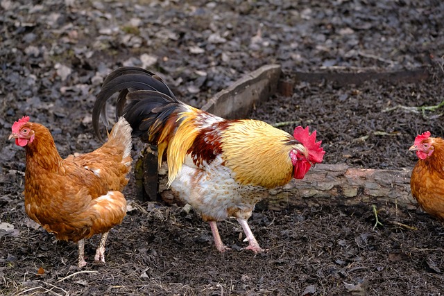 poules et coq dans le jardin