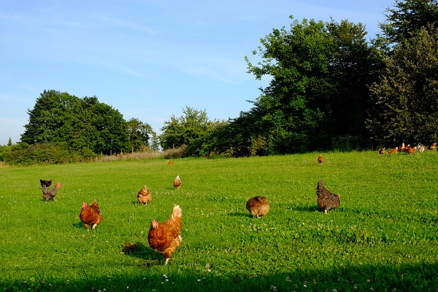 élevage de poules espaces verts