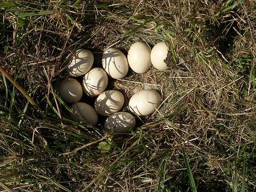 oeufs de poule dans un pré - nid